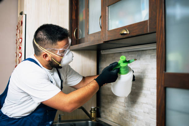 Best Wasp Removal Services  in Pigeon Forge, TN