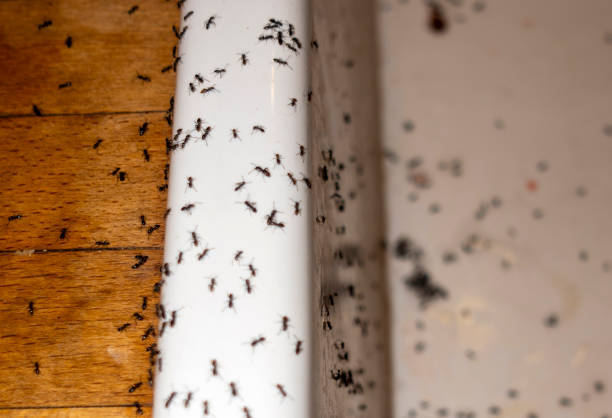 Trusted Pigeon Forge, TN Pest Control Experts