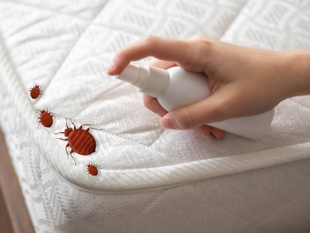 Best Termite Control Services  in Pigeon Forge, TN